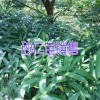砂仁苗多少钱一棵◆ 砂仁苗 % 砂仁的种植技术包技术