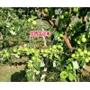 台湾大青枣多少钱一斤大青枣台湾大青枣087164155848
