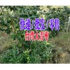 产地台湾大青枣|台湾大青枣种植基地087164155848