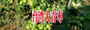 大青枣基地快递信息(低价)