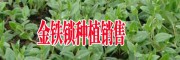 云南金铁锁种植销售价格