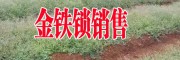 金铁锁种植技术#金铁锁图片