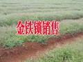 金铁锁又叫独定子#昆明金铁锁种子种植销售供应商
