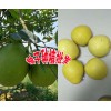 柚子今日均价+产区云南柚子哪里多