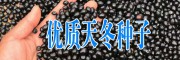 天门冬种子市场位置(附图)