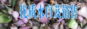 什么是水白芨药材(附图)