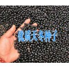天冬（天门冬）中药材种植|+昆明天冬/天门冬销售