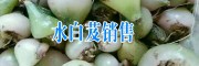保山水白芨哪里有卖?市场价格是多少