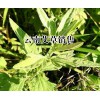 云南保山艾草哪里有销售?艾草多少钱一斤