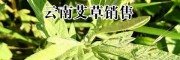 保山艾草药材()_目前艾草批发价格+采购艾草