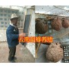 胡蜂蜂王过冬的新方法#胡蜂筑巢期间喂什么肉&
