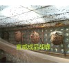 胡蜂销售&云南大黄蜂养殖赚钱技术：胡蜂养殖条件参数