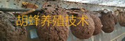 宣威(云南)胡蜂人工养殖技术