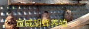 云南胡蜂生态养殖筑巢技术，养殖大棚建造（内景）