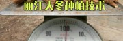 云南大天冬种苗销售，丽江大天冬种子