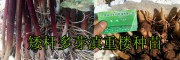 云南高杆滇重楼种子种植销售，大理振轩生物科技