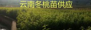 大理新品种果苗：冬桃苗、映霜红桃苗