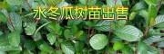 大量优质的水冬瓜（桤木）树苗，来自大理永平果苗种植基地