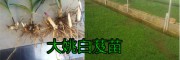 云南的白芨种苗价格是多少钱？优质白芨种苗图片
