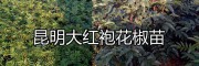 昆明周边大红袍花椒苗，实生山樱桃苗