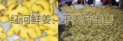 红河州生姜、干姜片供应产地，辐射昆明、玉溪的黄姜销售网