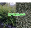 红豆杉栽培管理技术&保山红豆杉袋苗-南方红豆杉基地