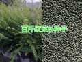 大理丽江红豆杉苗供应，百斤红豆杉种植出售
