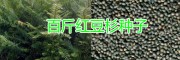 昆明3年生红豆杉苗价格多少钱一棵？