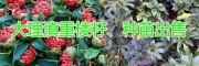 弥渡滇重楼优质重楼子，6个月出芽