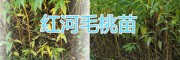 曲靖周边毛桃苗批发，价格从优