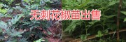 丽江无刺花椒苗销售&大理无刺花椒苗批发