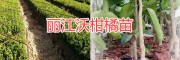 丽江沃柑橘基地*永胜沃柑苗