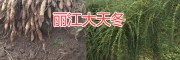 丽江大天冬种苗一棵要多少钱&永胜产的天门冬种子价格