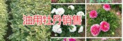 丽江油牡丹种植批发公司，永胜丽优油用牡丹基地