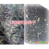 云南天冬种子/种苗批发基地#云南天门冬销售市场