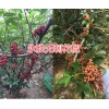 出售花椒苗，丽江无刺花椒苗&无刺花椒成品