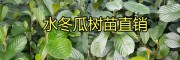 冬瓜育苗技巧|桤木小苗价格+冬瓜苗13577231933