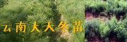 优质种苗批发：丽江天门冬种苗、丽江无刺花椒苗销售
