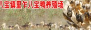 八宝鸭图片