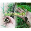 曲靖白芨种苗批发优质小苗、驯化苗，白芨带芽块茎苗