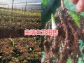 云南白芨种子苗价格信息，曲靖白芨种植合作社信息