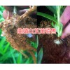 曲靖天麻种子多少钱？曲靖白芨成品销售|曲靖天麻产地