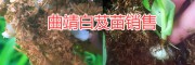 云南白芨产区，曲靖天麻种植基地