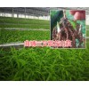 曲靖白芨种苗亩产高吗？贵州哪的白芨苗技术好