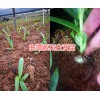云南白芨苗价格哪里的质量好？曲靖大型白芨生产种植农场
