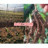 罗平白芨苗&师宗白芨种苗-曲靖白芨苗种植商