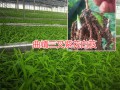 滇中经济带大规模白芨基地：曲靖药材育苗