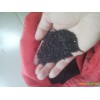 小草乌图片_小草乌价格信息