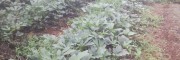 云南产地小草乌基地