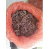 小草乌的收购价是多少?